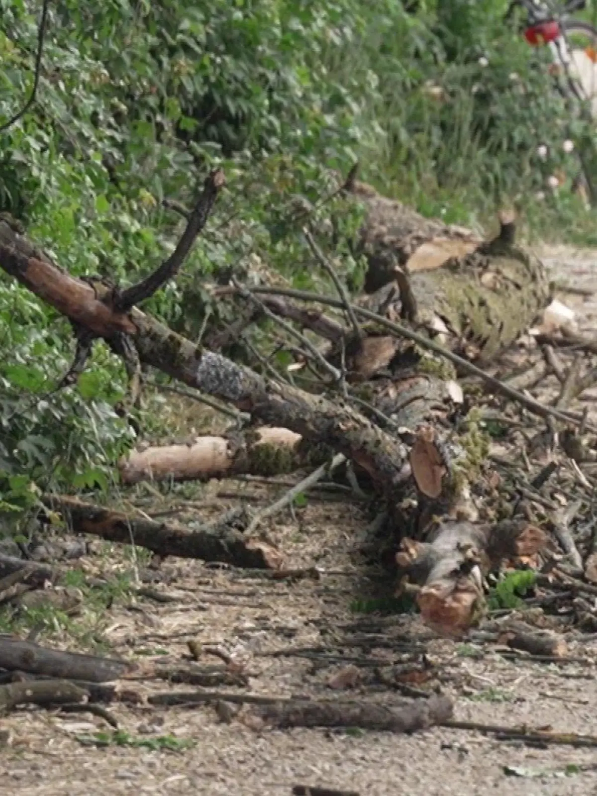 Baum stürzt auf Familie Weißenohe
