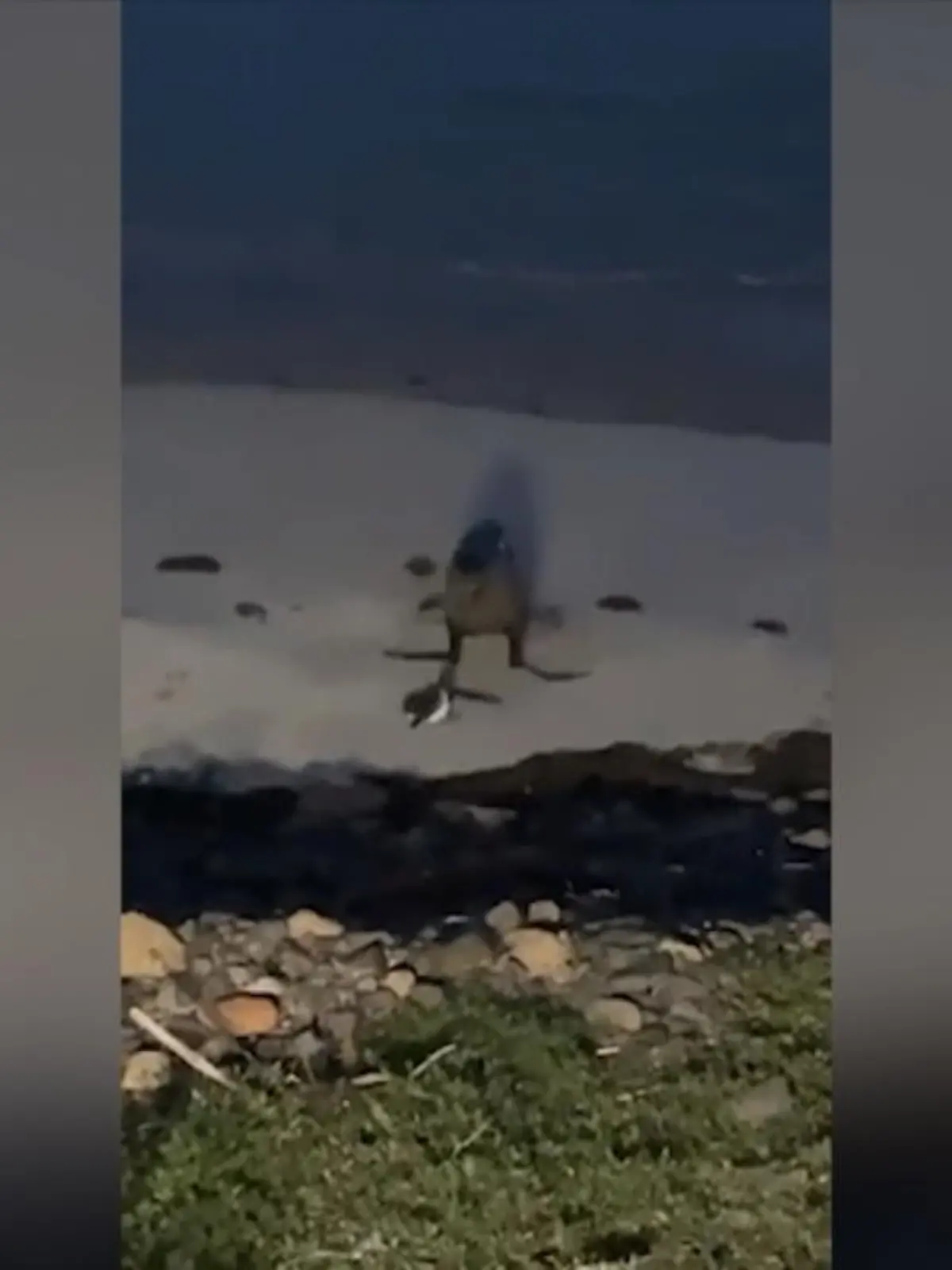 Mit einer mutigen Aktion versucht dieser kleine Pinguin seine Familie zu retten.
Ein Seelöwe jagt ihn und ist abgelenkt, so dass der Rest der Pinguinherde sich schnell in Sicherheit bringen kann. Ein Passant film die Verfolgungsjagd, bis der einzelne Pinguin nicht mehr zu sehen ist.