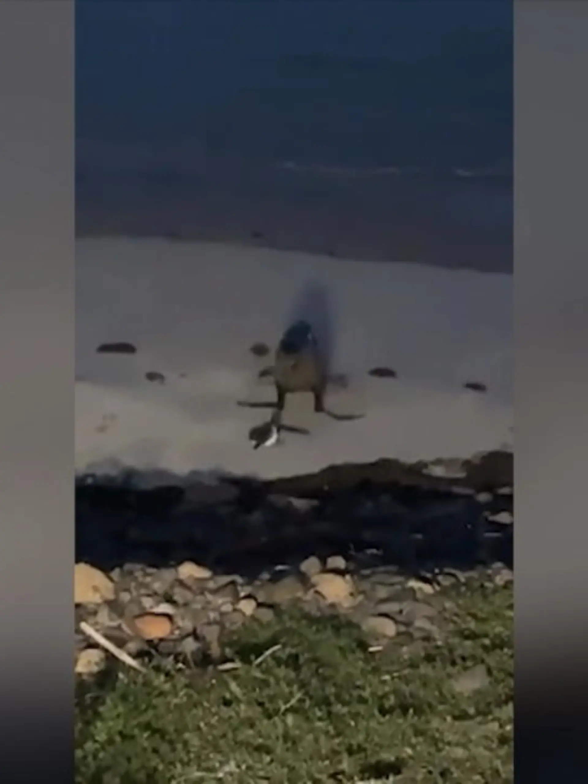 Mit einer mutigen Aktion versucht dieser kleine Pinguin seine Familie zu retten.
Ein Seelöwe jagt ihn und ist abgelenkt, so dass der Rest der Pinguinherde sich schnell in Sicherheit bringen kann. Ein Passant film die Verfolgungsjagd, bis der einzelne Pinguin nicht mehr zu sehen ist.
