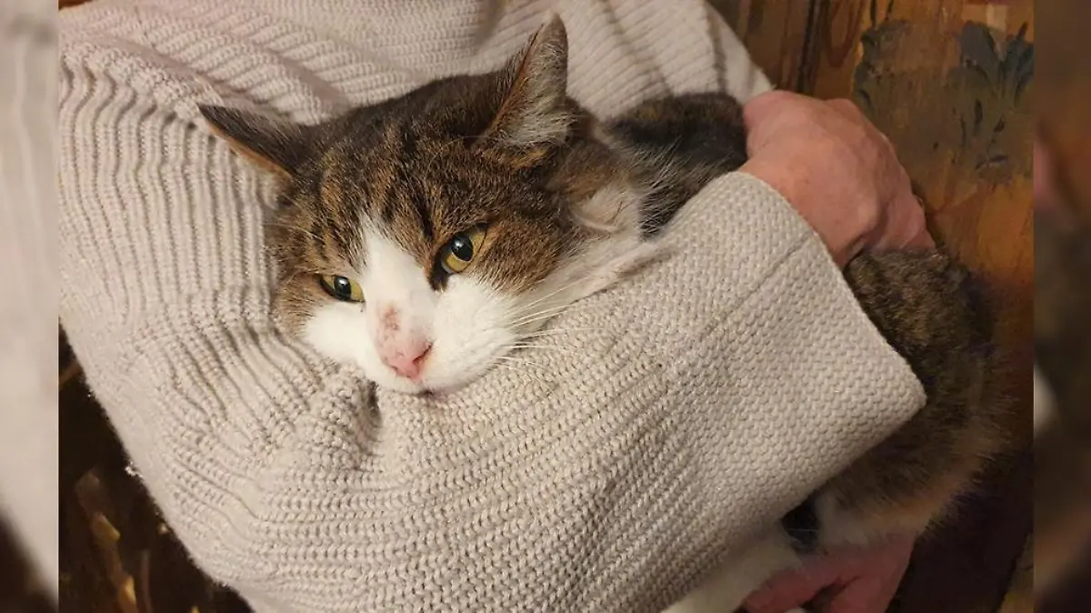 Kater Rohypnol wurde von seinen Besitzern in der Gartenhütte zurückgelassen.