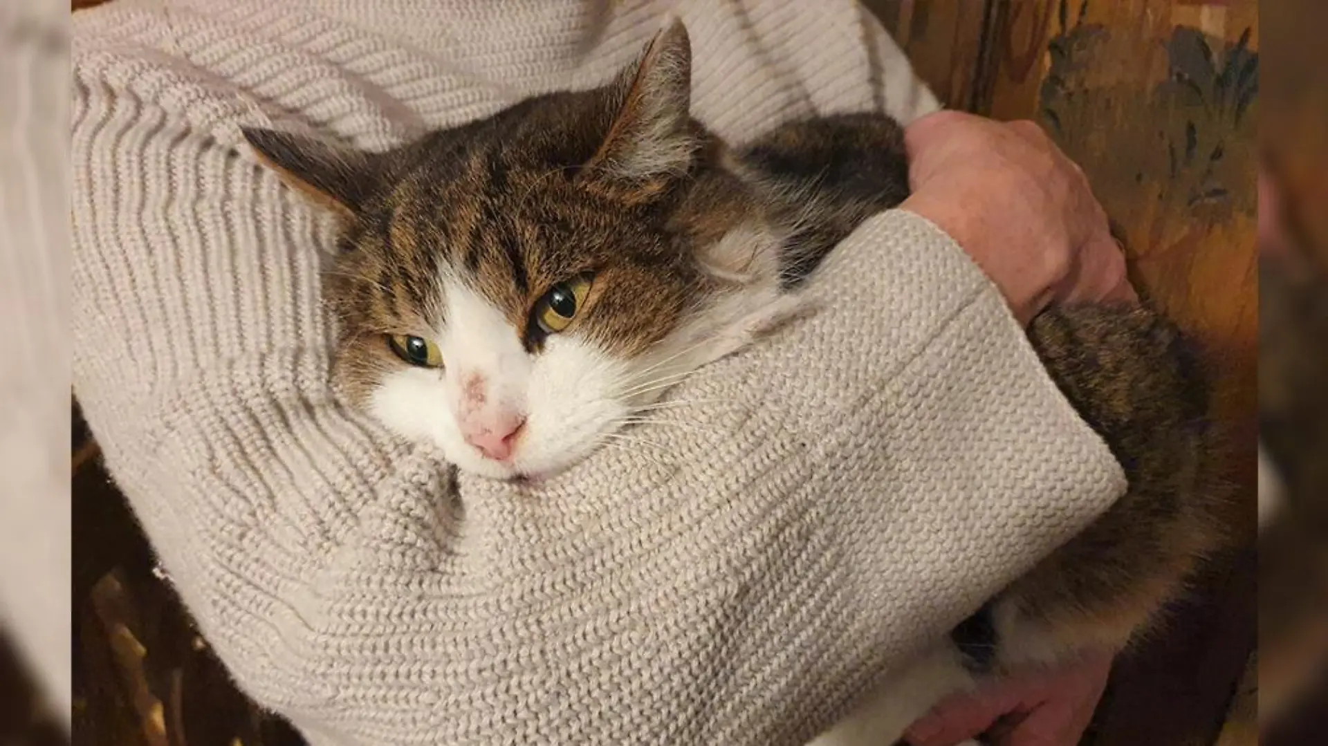Kater Rohypnol wurde von seinen Besitzern in der Gartenhütte zurückgelassen.