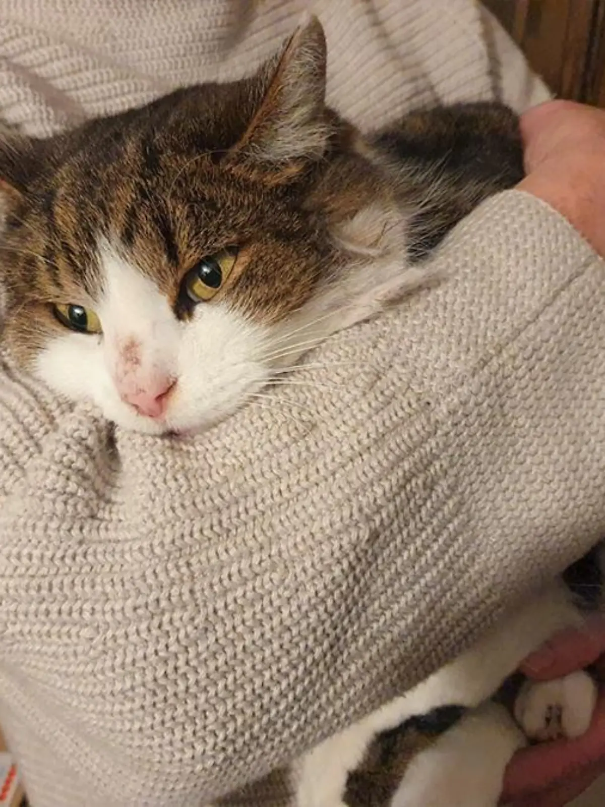 Kater Rohypnol wurde von seinen Besitzern in der Gartenhütte zurückgelassen.