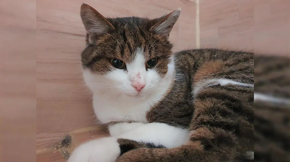 Von wegen "wild und bissig": Kater Roypnol zeigt sich im Tierheim von seiner kuscheligen Seite.