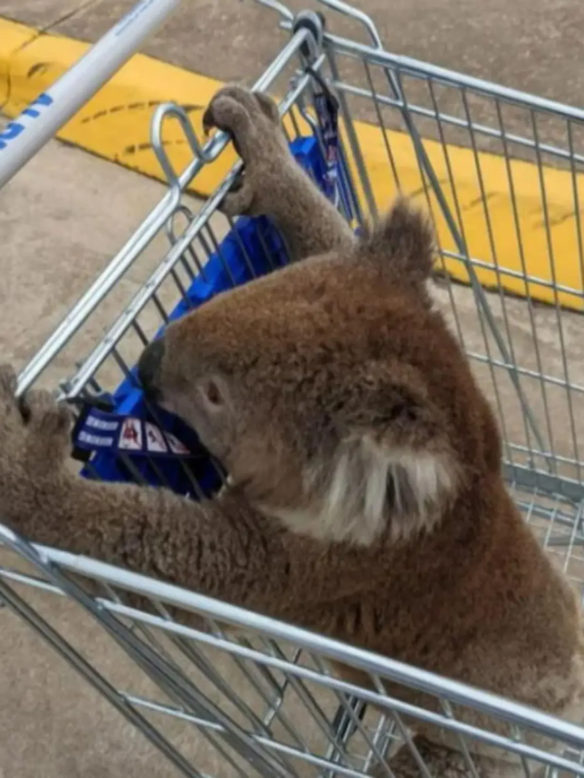 Ein Australier wurde vor der Filiale eines Discounters dabei beobachtet, wie er einen Koala in einem Einkaufswagen über den Parkplatz kutschierte.