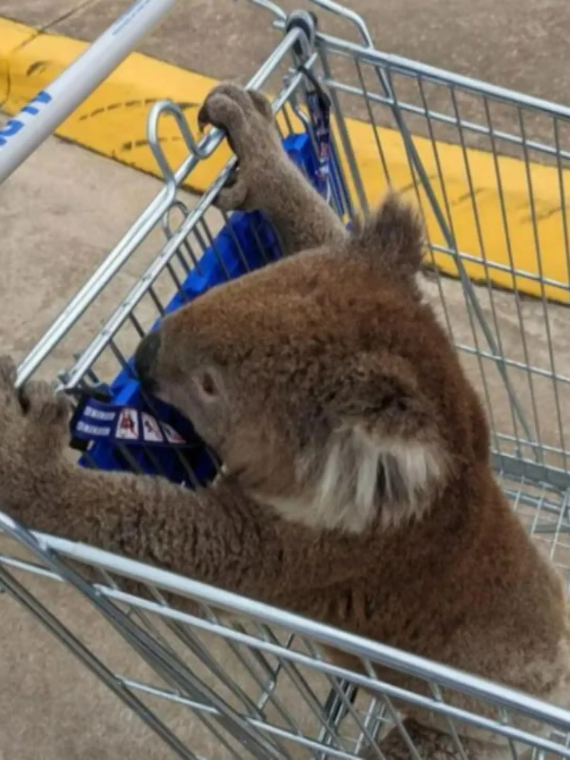 Ein Australier wurde vor der Filiale eines Discounters dabei beobachtet, wie er einen Koala in einem Einkaufswagen über den Parkplatz kutschierte.