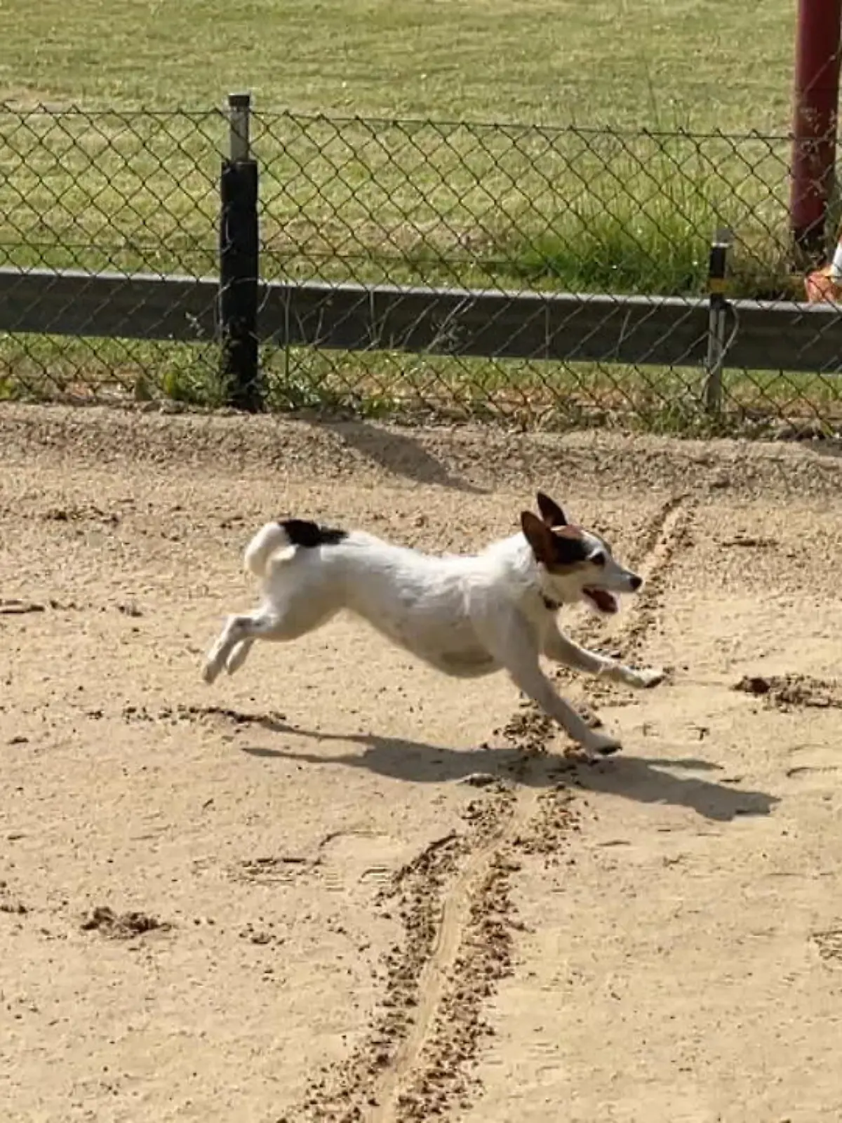 Ob Beagle, Chihuahua oder Dogge: Bei diesem Hunderennen kommt jeder Vierbeiner auf seine Kosten! Beim jährlichen „Jederhunderennen“ in Hünstetten stehen nicht nur die Tiere des Windhund-Rennverein Untertaunus in den Startlöchern. Welche Rassen sich auf der Rennstrecke zeigen, was sie draufhaben, erfahren Sie im Video!
