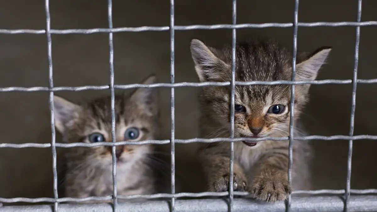 small cats behind fence