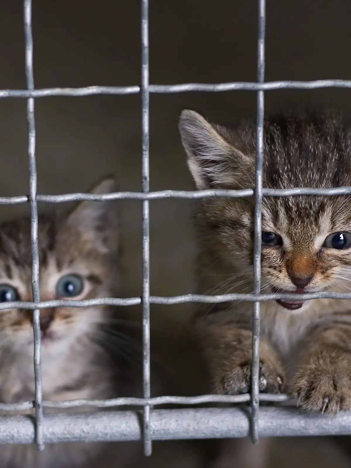 small cats behind fence