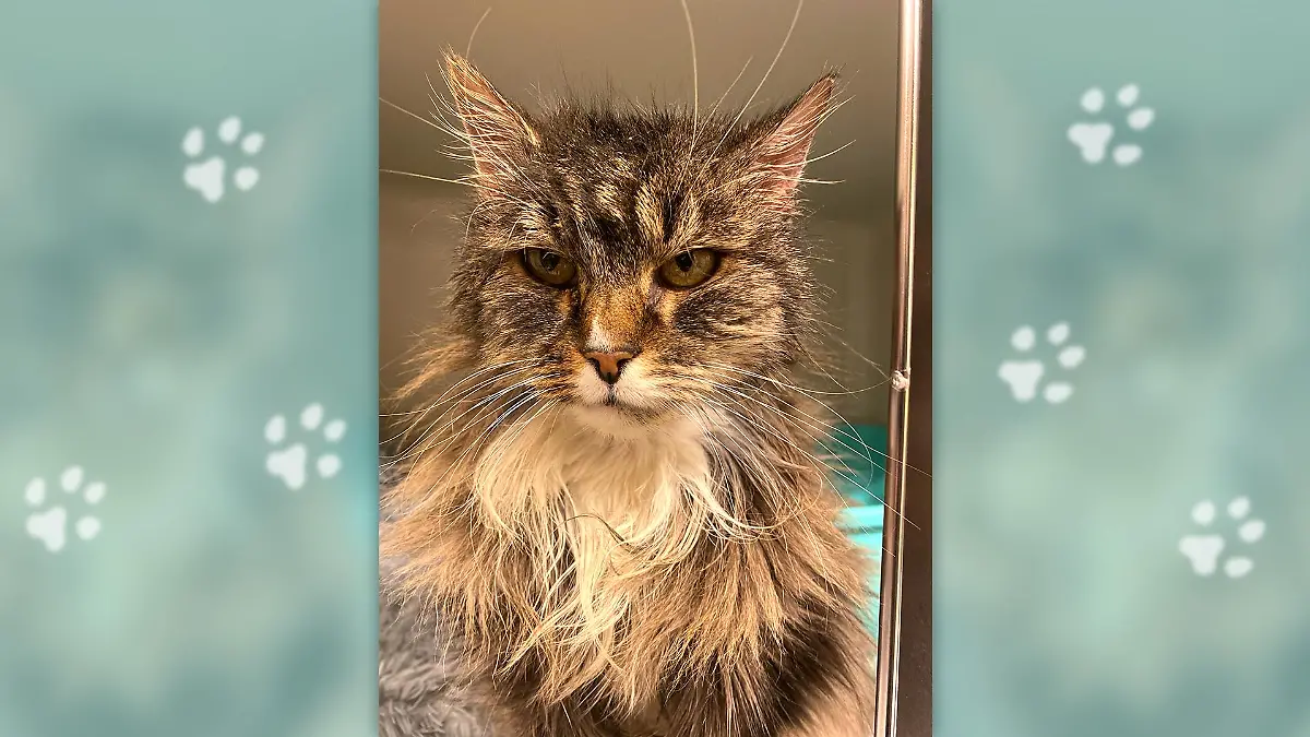 Not amused! Diese Katze hält überhaupt nichts davon, dass sie im Tierheim gelandet ist. Kann ihr Besitzer gefunden werden?