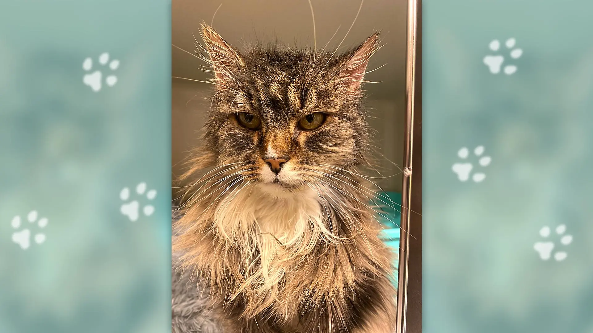 Not amused! Diese Katze hält überhaupt nichts davon, dass sie im Tierheim gelandet ist. Kann ihr Besitzer gefunden werden?