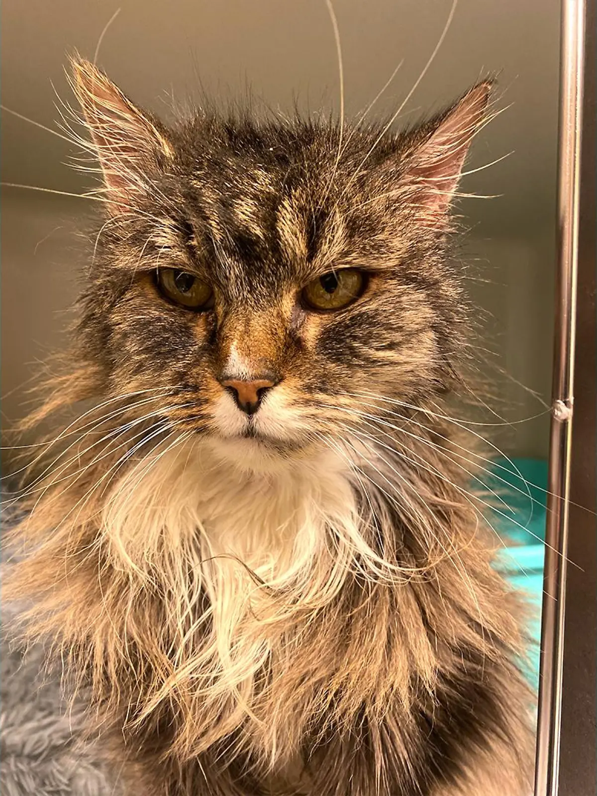 Not amused! Diese Katze hält überhaupt nichts davon, dass sie im Tierheim gelandet ist. Kann ihr Besitzer gefunden werden?