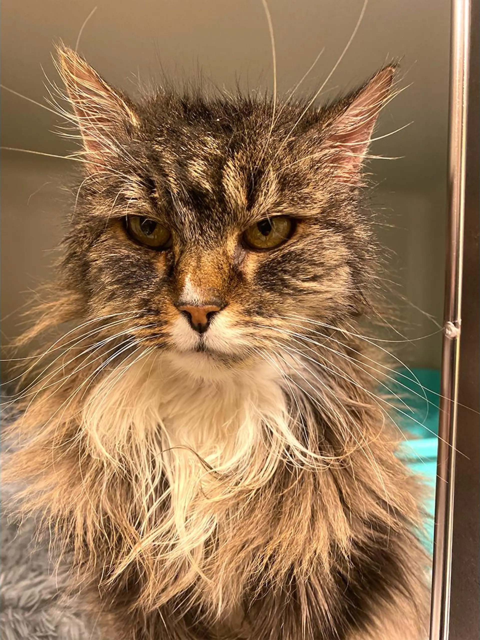 Not amused! Diese Katze hält überhaupt nichts davon, dass sie im Tierheim gelandet ist. Kann ihr Besitzer gefunden werden?