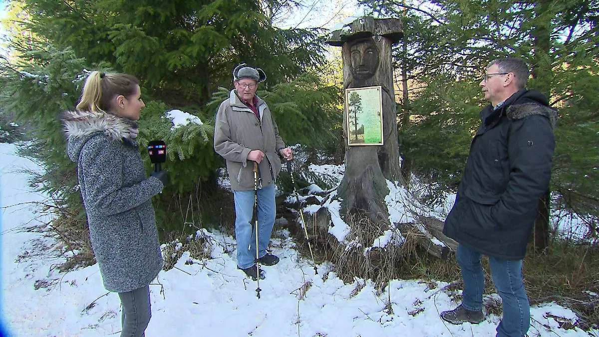 Denkmal an Kyrill: Dieser Baum blieb 2017 als einziger stehen zwischen seinen zerstörten Nachbarn - bis er ein Jahr später Sturm Emma zum Opfer fiel.