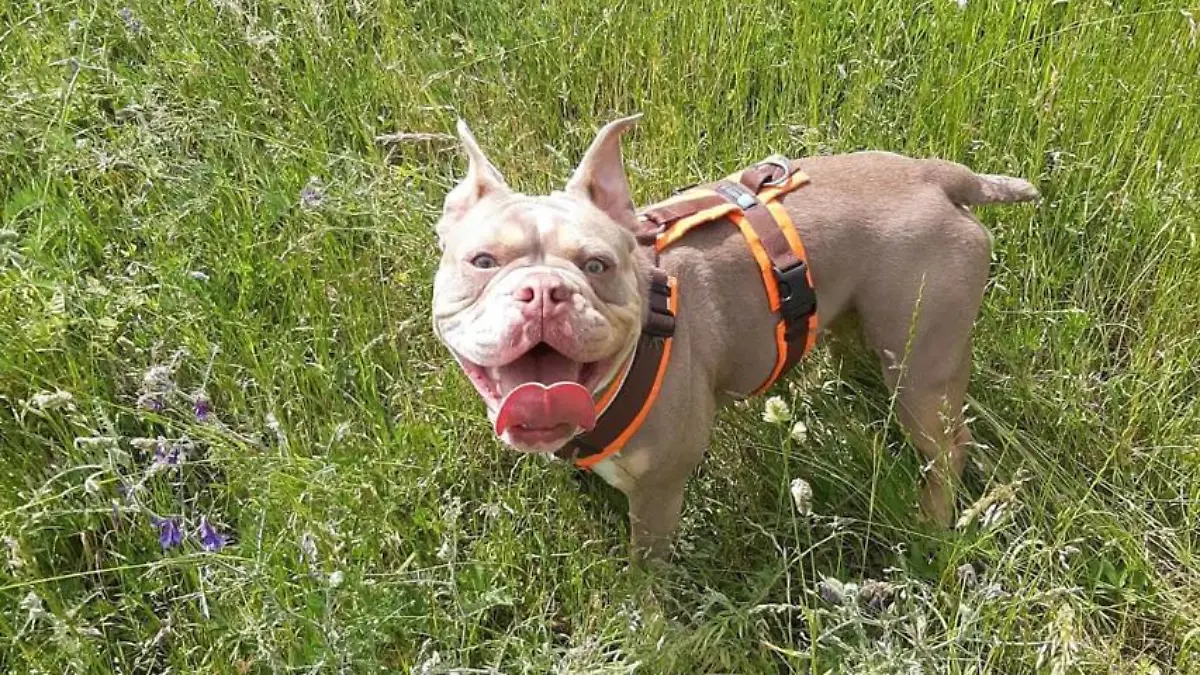 Wo ist Hannelore? Die Bulldoge ist aus einer Hundepension verschwunden. Seitdem fehlt von der Hündin jede Spur.