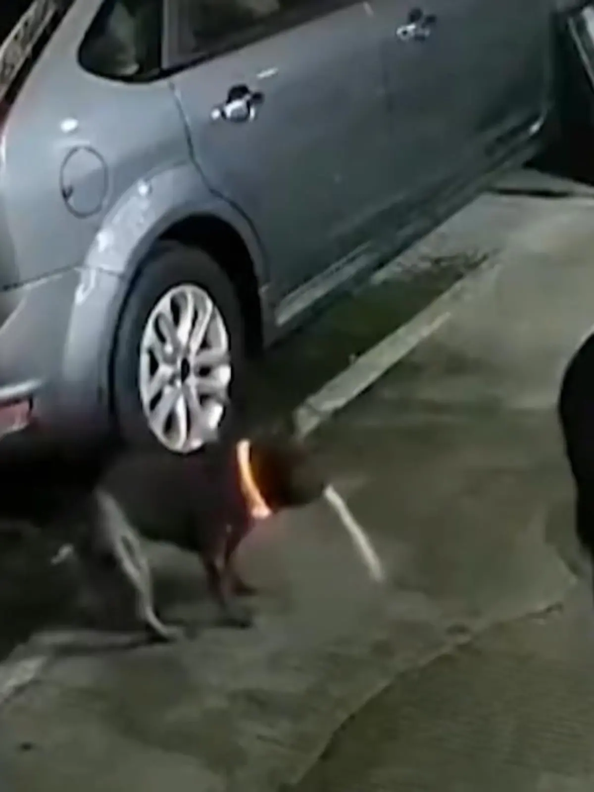 Hundenase sind ja hart im nehmen und starke Gerüche für die Vierbeiner oft anziehen. Doch bei den Schuhen eines Mannes aus China ist auch für Hunde Schluss.