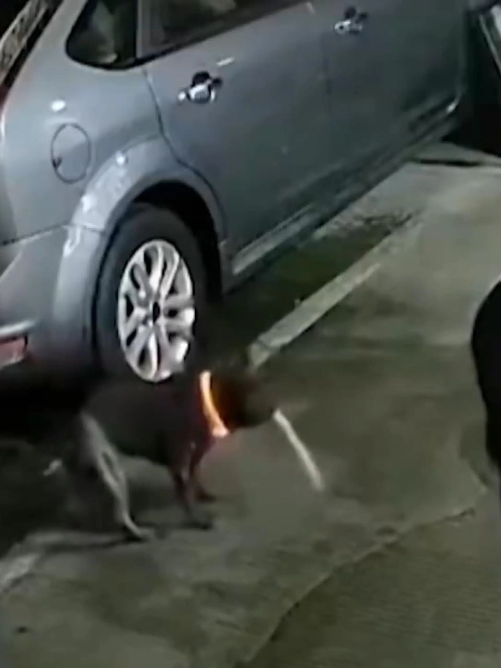 Hundenase sind ja hart im nehmen und starke Gerüche für die Vierbeiner oft anziehen. Doch bei den Schuhen eines Mannes aus China ist auch für Hunde Schluss.