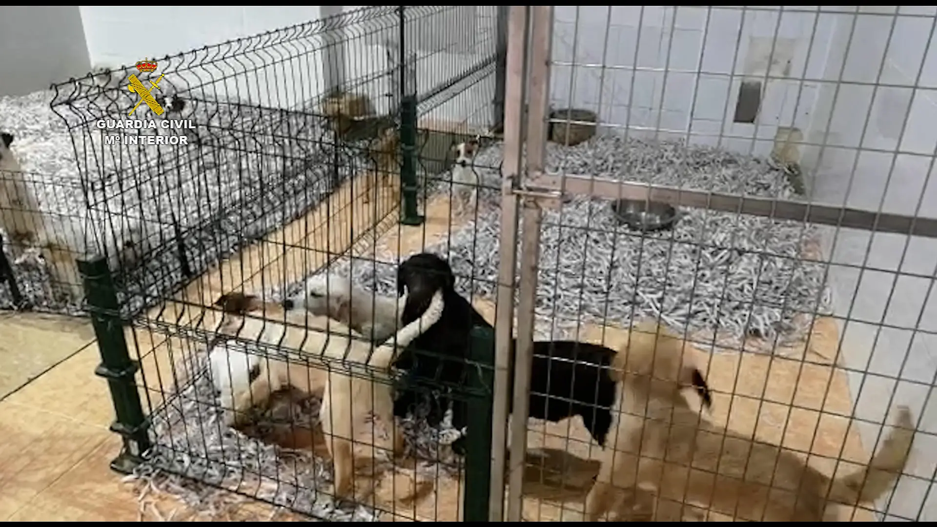 Unter erbärmlichen Bedingungen lebten Welpen, die nun von der spanischen Polizei befreit werden konnten. Ein Unternehmen hatte die Tiere illegal in Osteuropa beschafft.