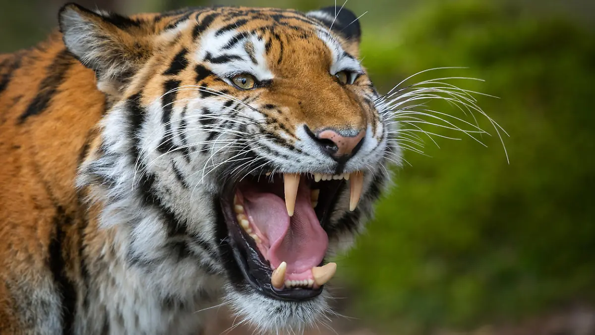 Close shot of a roaring siberian tiger.