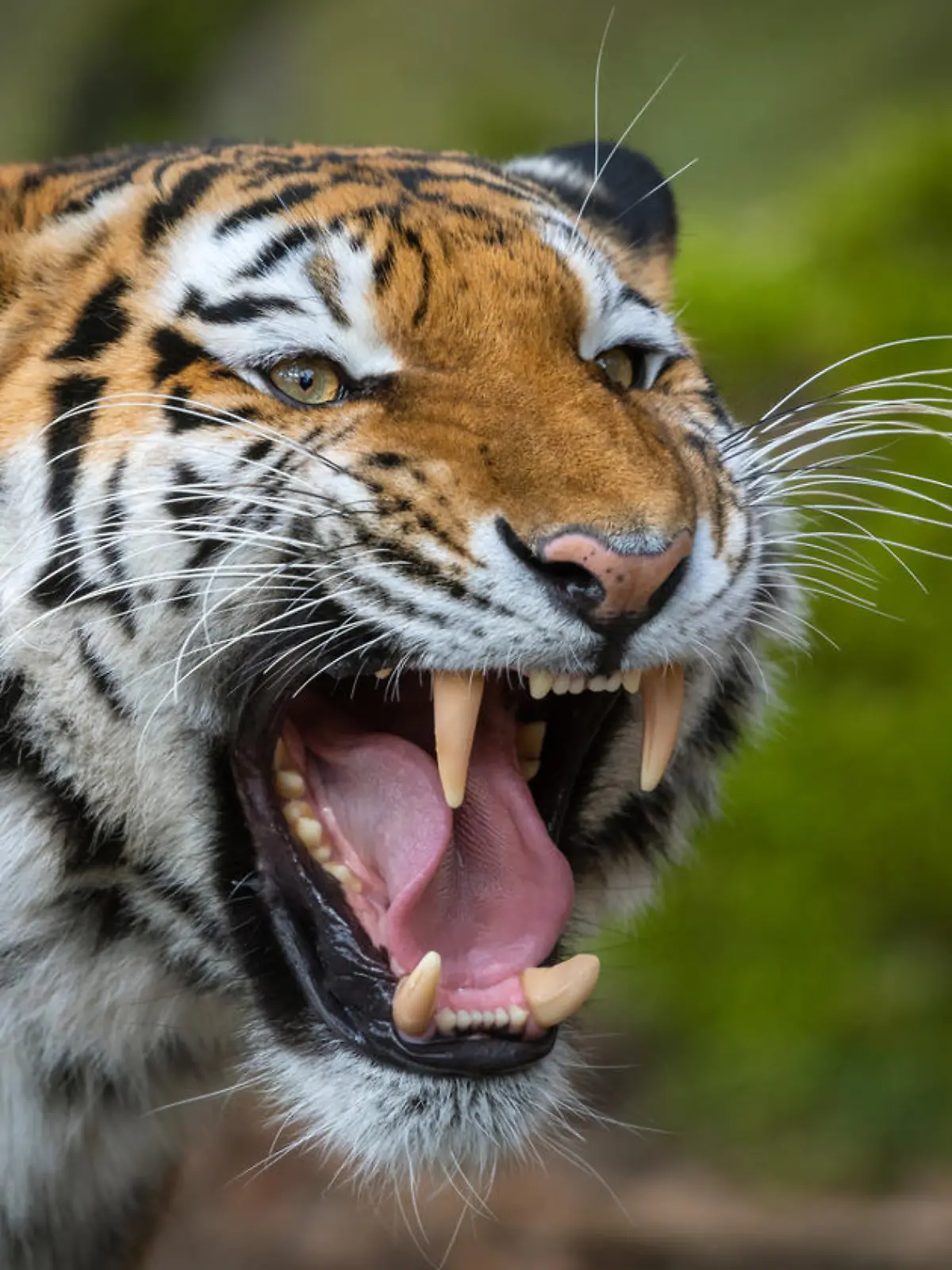 Close shot of a roaring siberian tiger.