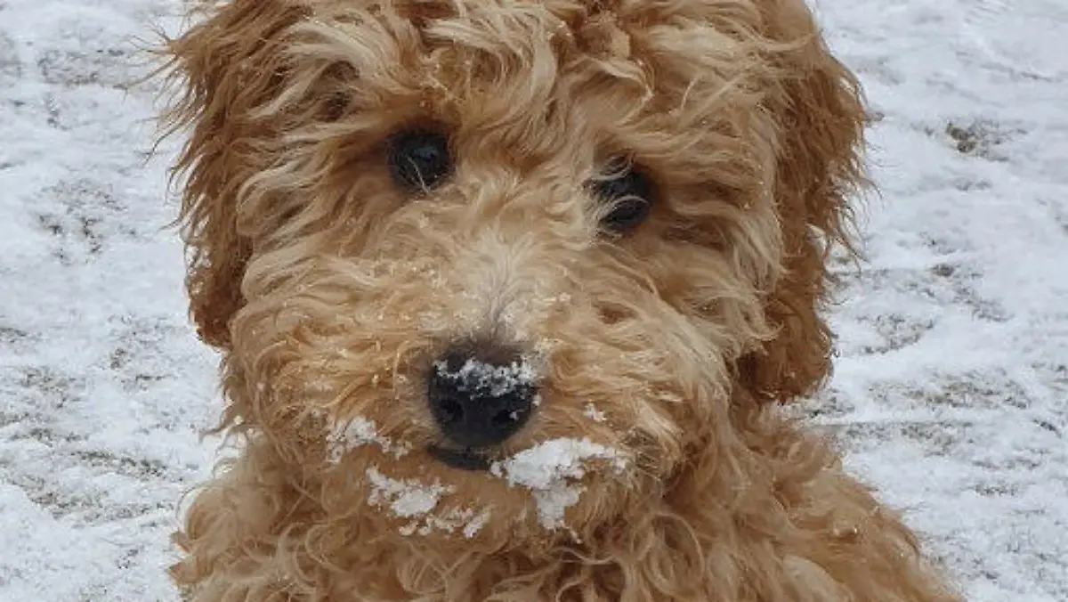 SONDERKONDITIONEN: Satzpreis!
Harry the dog. See SWNS story SWSCdryer. A heartbroken dog owner is calling for groomers to to regulated after her puppy had to be put to sleep following a visit where he was 'put in a drying cage'. Mum-of-one Lisa O?Neill, 37, is still mourning the death of eight-month-old cockapoo Harry, who suffered a collapsed intestine shortly after being put in a drying cage at a groomers. Harry was bought in October 2020 for £2,350, and was taken to the same award-winning grooming salon in February 2021. When he went in May, Harry was washed and then put in a 'drying cage' at the groomers, whiLisa declined to name, on May 6. / action press