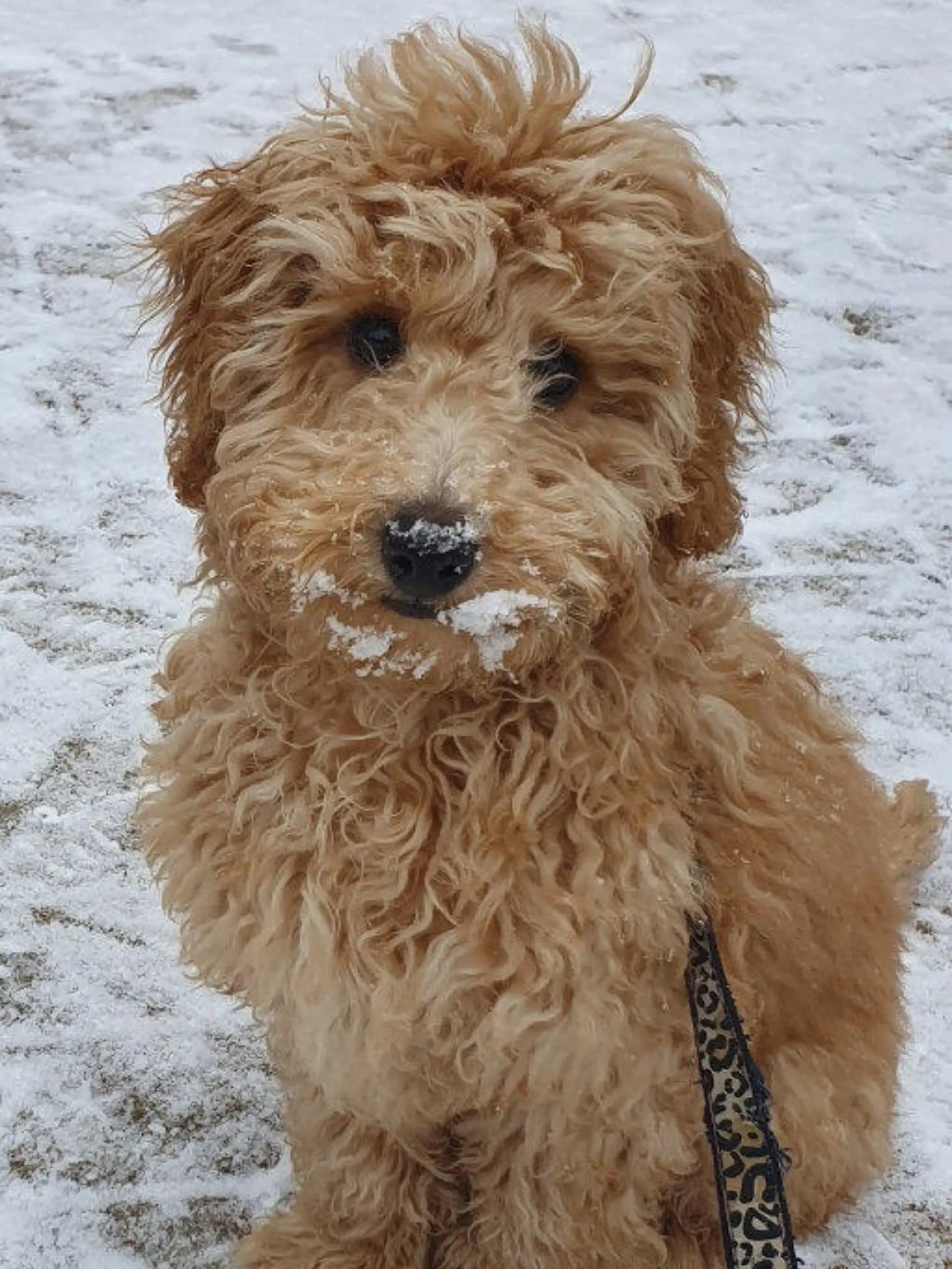 SONDERKONDITIONEN: Satzpreis!
Harry the dog. See SWNS story SWSCdryer. A heartbroken dog owner is calling for groomers to to regulated after her puppy had to be put to sleep following a visit where he was 'put in a drying cage'. Mum-of-one Lisa O?Neill, 37, is still mourning the death of eight-month-old cockapoo Harry, who suffered a collapsed intestine shortly after being put in a drying cage at a groomers. Harry was bought in October 2020 for £2,350, and was taken to the same award-winning grooming salon in February 2021. When he went in May, Harry was washed and then put in a 'drying cage' at the groomers, whiLisa declined to name, on May 6.  / action press