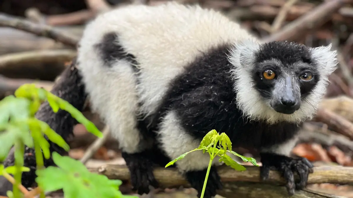 Sondershausen: Affe aus Tierpark geklaut