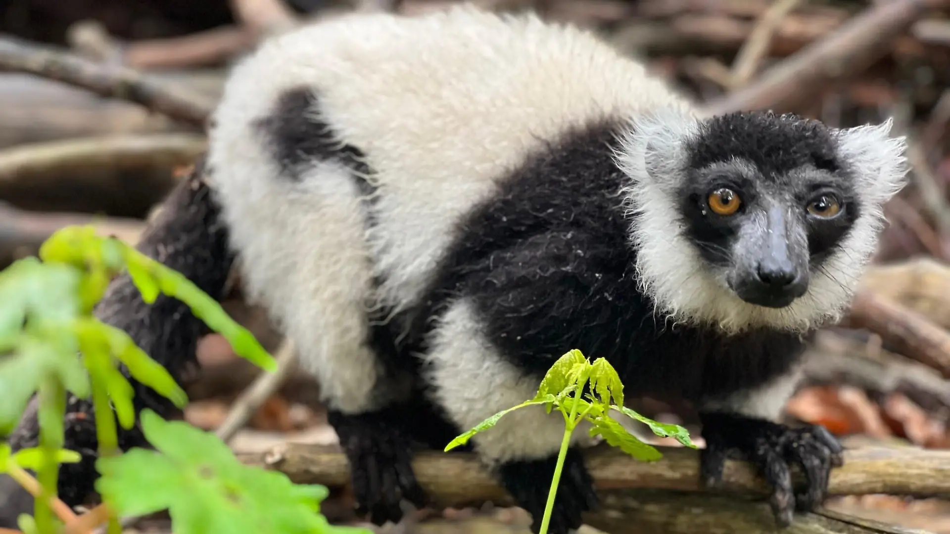 Sondershausen: Affe aus Tierpark geklaut