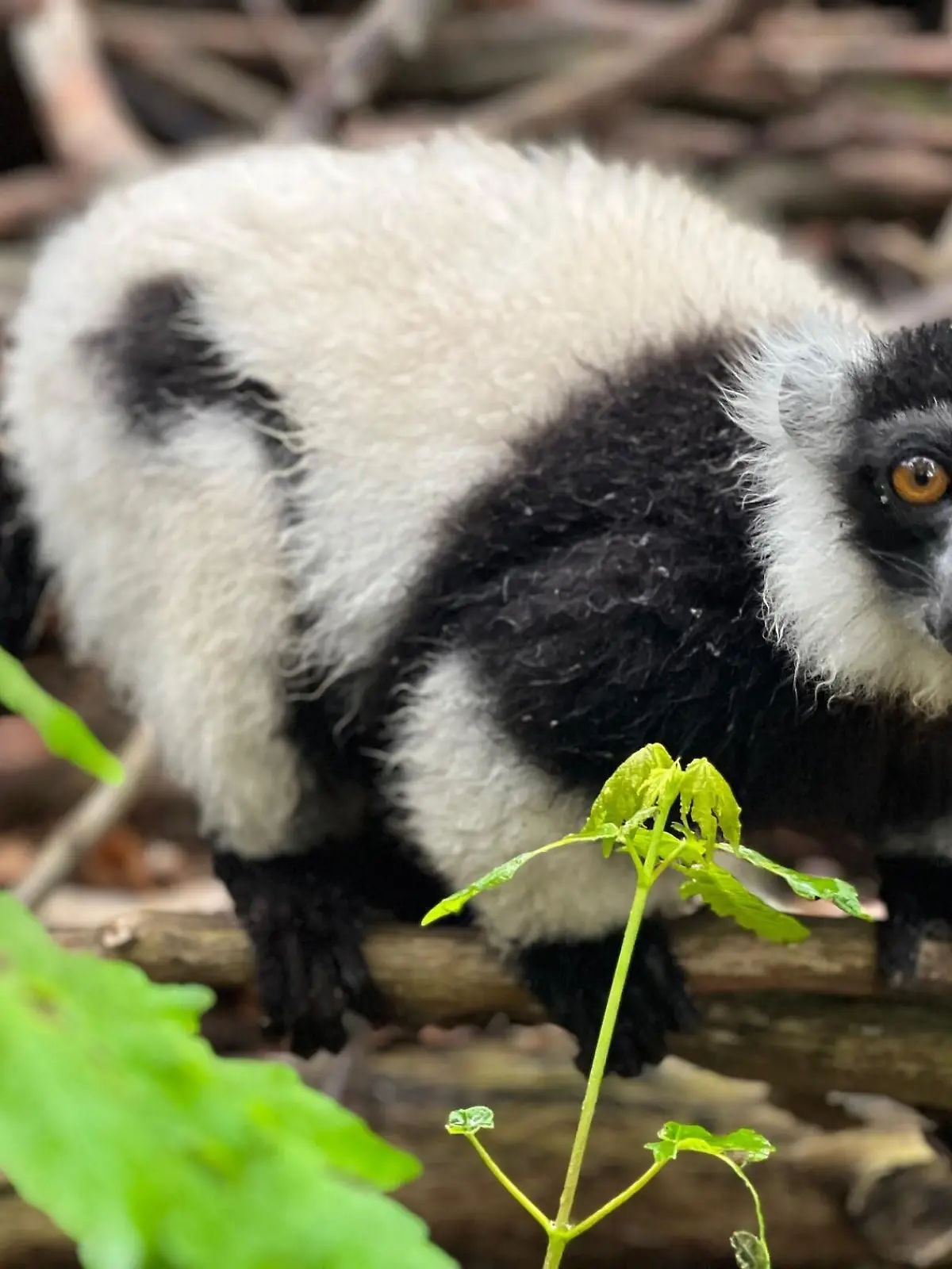 Sondershausen: Affe aus Tierpark geklaut