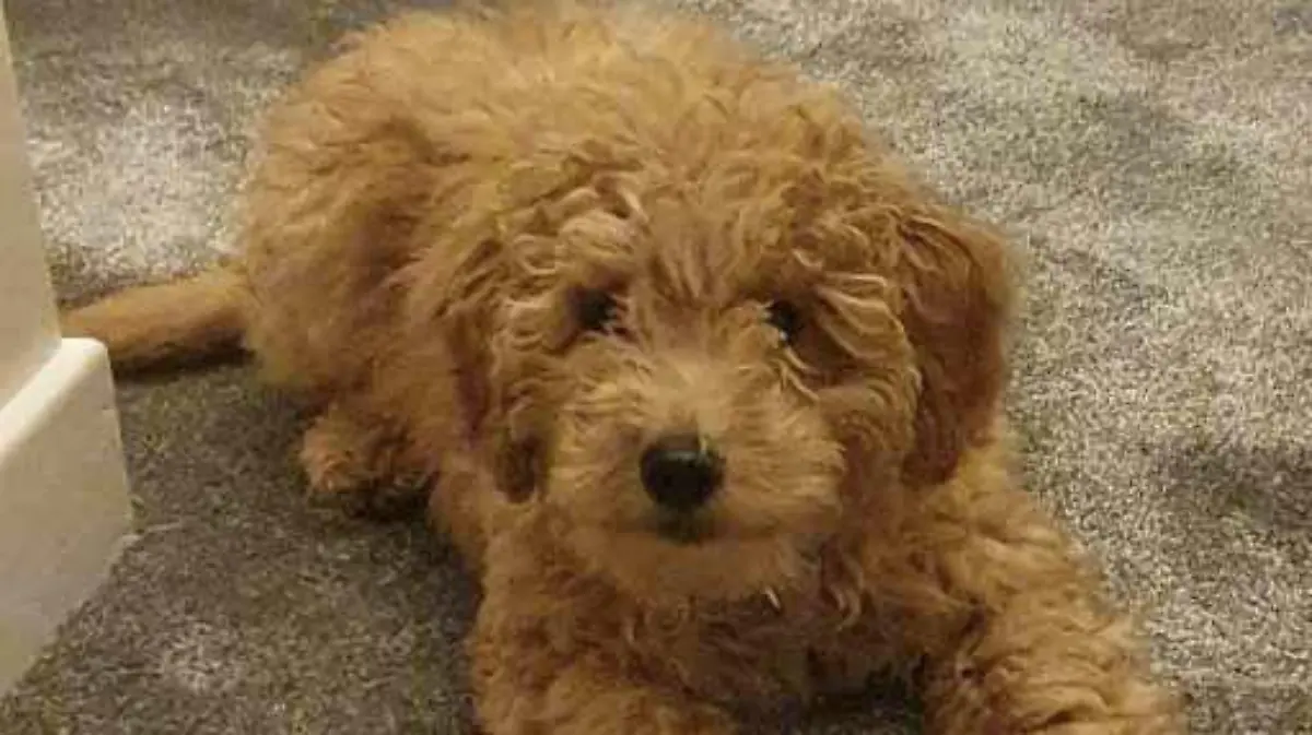 SONDERKONDITIONEN: Satzpreis!
Harry the dog. See SWNS story SWSCdryer. A heartbroken dog owner is calling for groomers to to regulated after her puppy had to be put to sleep following a visit where he was 'put in a drying cage'. Mum-of-one Lisa O?Neill, 37, is still mourning the death of eight-month-old cockapoo Harry, who suffered a collapsed intestine shortly after being put in a drying cage at a groomers. Harry was bought in October 2020 for £2,350, and was taken to the same award-winning grooming salon in February 2021. When he went in May, Harry was washed and then put in a 'drying cage' at the groomers, whiLisa declined to name, on May 6. / action press