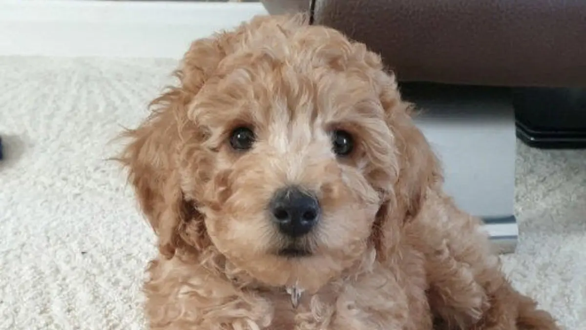 SONDERKONDITIONEN: Satzpreis!
Harry the dog. See SWNS story SWSCdryer. A heartbroken dog owner is calling for groomers to to regulated after her puppy had to be put to sleep following a visit where he was 'put in a drying cage'. Mum-of-one Lisa O?Neill, 37, is still mourning the death of eight-month-old cockapoo Harry, who suffered a collapsed intestine shortly after being put in a drying cage at a groomers. Harry was bought in October 2020 for £2,350, and was taken to the same award-winning grooming salon in February 2021. When he went in May, Harry was washed and then put in a 'drying cage' at the groomers, whiLisa declined to name, on May 6. / action press