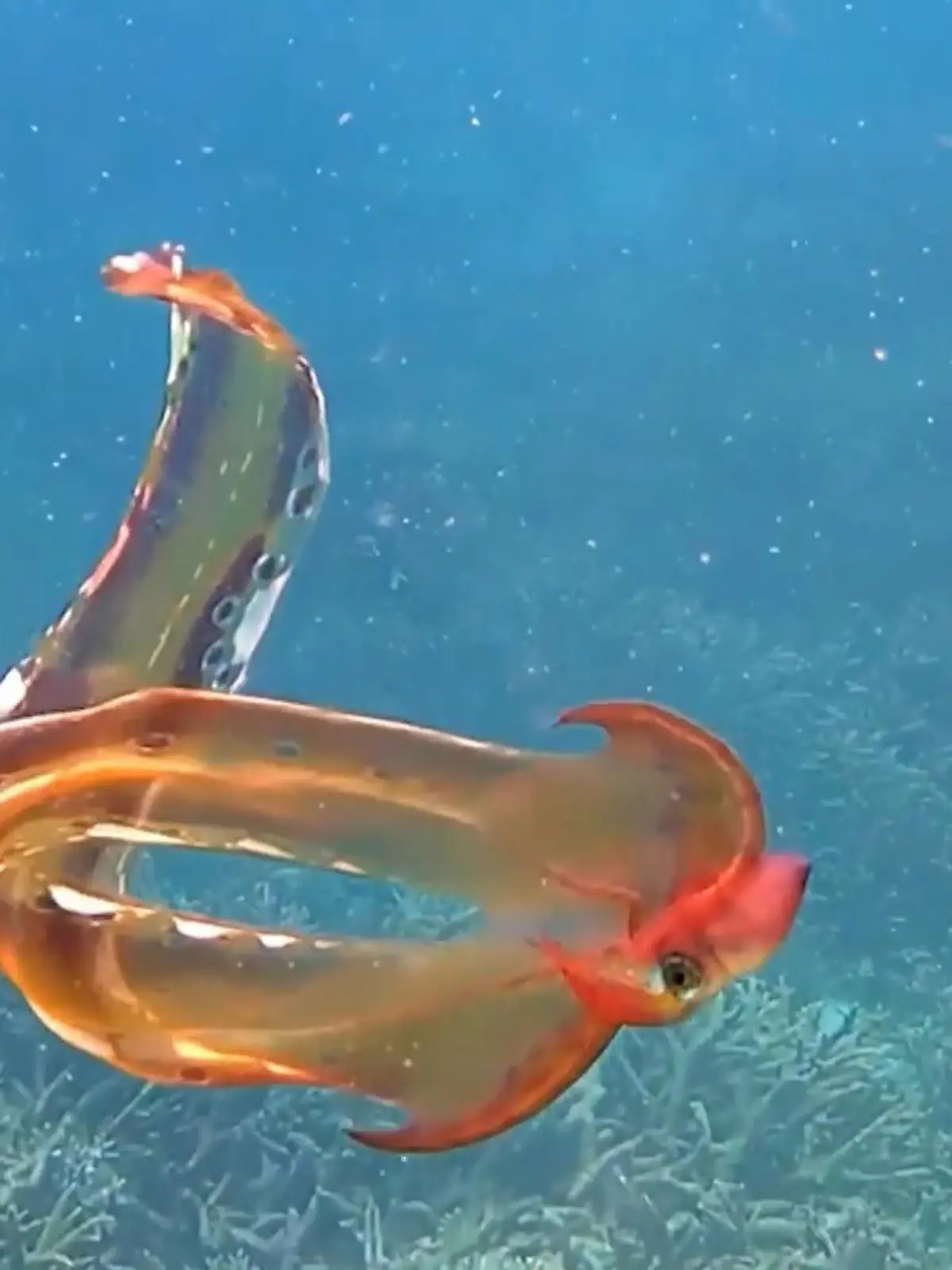 Bild zu: "Mysteriöser Oktopus beobachtet"