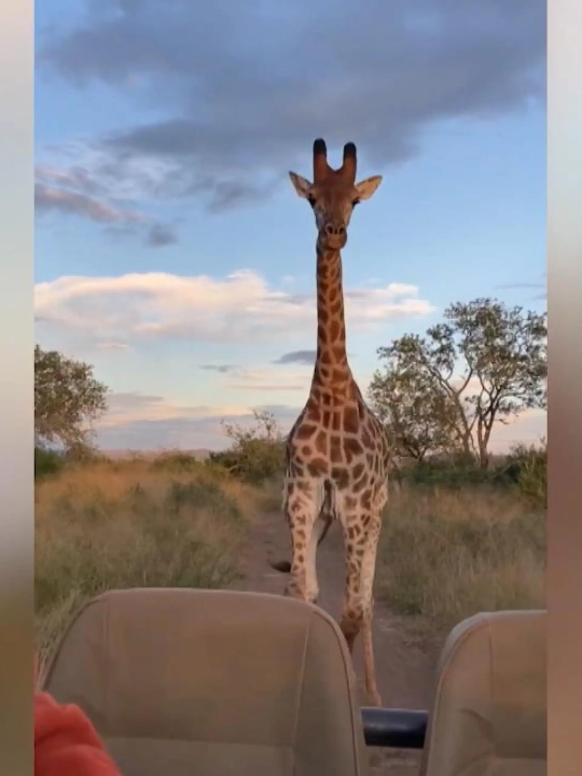 Eine Gruppe Safari-Touristen ist im Game Reservat auf Foto-Jagd, als die Gruppe plötzlich selbst zu Gejagten wird, als eine Giraffe den Safari-Jeep jagt.