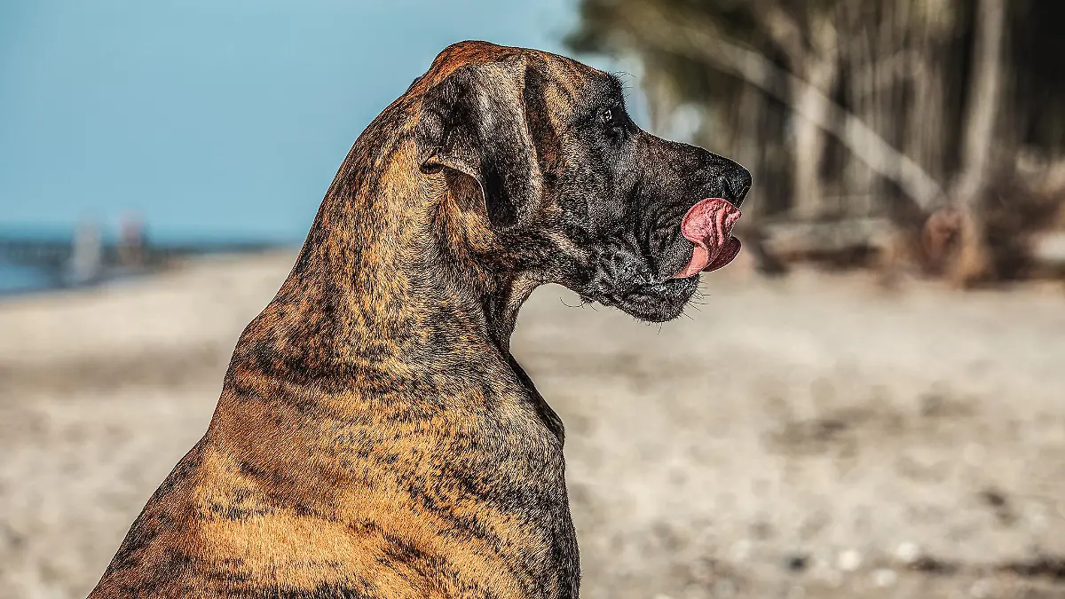 Dogge Tyras mit Besitzerin Aleksandra Markianova