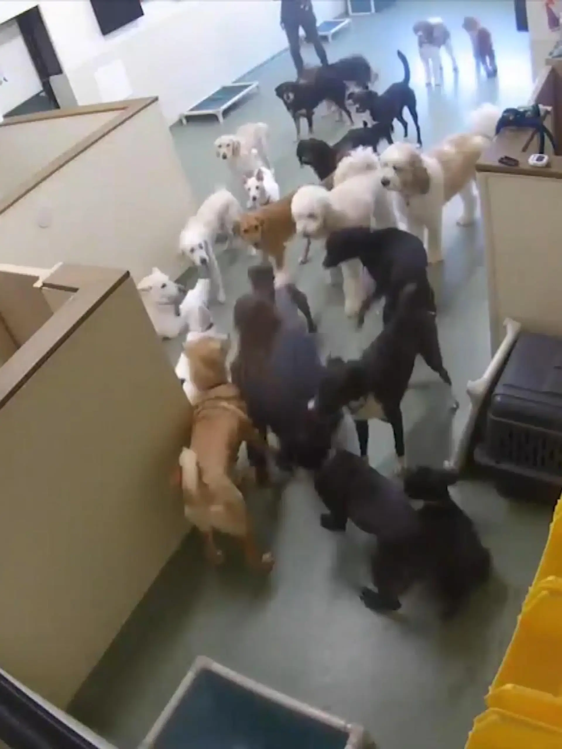 Bild zu: "20 Hunde schmeißen Trainerin zu Boden"
