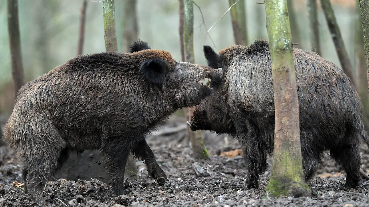 ARCHIV - Zwei Wildschwein-Keiler rangeln am 22.01.2012 in einem Tiergehege (Illustration). Knapp drei Jahrzehnte nach dem Atomunfall von Tchernobyl ist die Strahlenbelastung der bayerischen Wildschweine höher als bislang bekannt. Foto: David Ebener/dpa (zu dpa "Geheimsache strahlende Wildsau" vom 17.04.2015) +++(c) dpa - Bildfunk+++