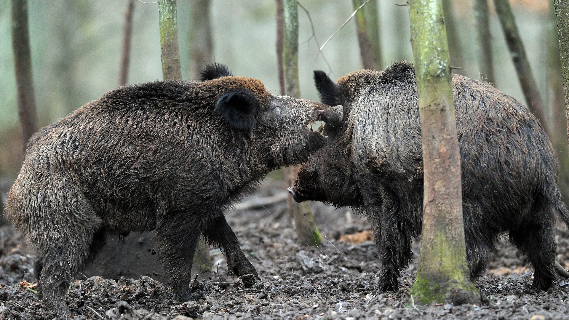 ARCHIV - Zwei Wildschwein-Keiler rangeln am 22.01.2012 in einem Tiergehege (Illustration). Knapp drei Jahrzehnte nach dem Atomunfall von Tchernobyl ist die Strahlenbelastung der bayerischen Wildschweine höher als bislang bekannt. Foto: David Ebener/dpa (zu dpa "Geheimsache strahlende Wildsau" vom 17.04.2015) +++(c) dpa - Bildfunk+++