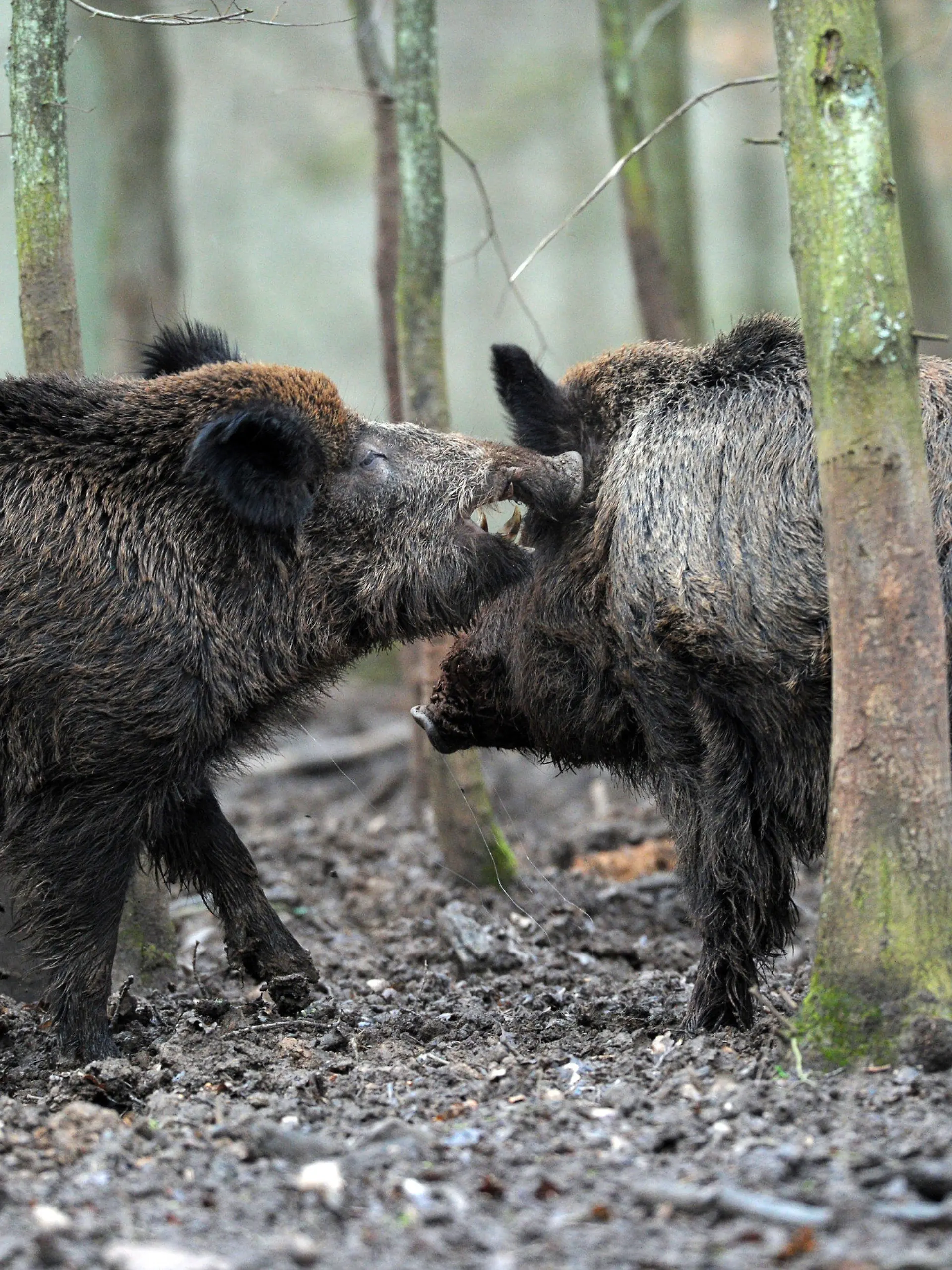 ARCHIV - Zwei Wildschwein-Keiler rangeln am 22.01.2012 in einem Tiergehege (Illustration). Knapp drei Jahrzehnte nach dem Atomunfall von Tchernobyl ist die Strahlenbelastung der bayerischen Wildschweine höher als bislang bekannt. Foto: David Ebener/dpa (zu dpa "Geheimsache strahlende Wildsau" vom 17.04.2015) +++(c) dpa - Bildfunk+++