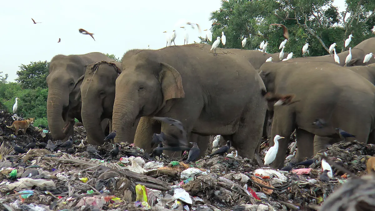 06.01.2022, Sri Lanka, Ampara: Wilde Elefanten suchen auf einer offenen Mülldeponie im Dorf Pallakkadu im Bezirk Ampara, etwa 210 Kilometer östlich der Hauptstadt Colombo, nach Nahrung. Naturschützer und Tierärzte warnen davor, dass Plastikmüll in der offenen Mülldeponie im Osten Sri Lankas die Elefanten in der Region tötet, nachdem kürzlich zwei weitere Tiere tot aufgefunden wurden. In den letzten acht Jahren sind etwa 20 Elefanten gestorben, nachdem sie Plastikmüll auf der Deponie gefressen hatten. (zu dpa «Sri Lanka: Elefanten sterben an Plastik von einer großen Mülldeponie») Foto: Achala Pussalla/AP/dpa +++ dpa-Bildfunk +++