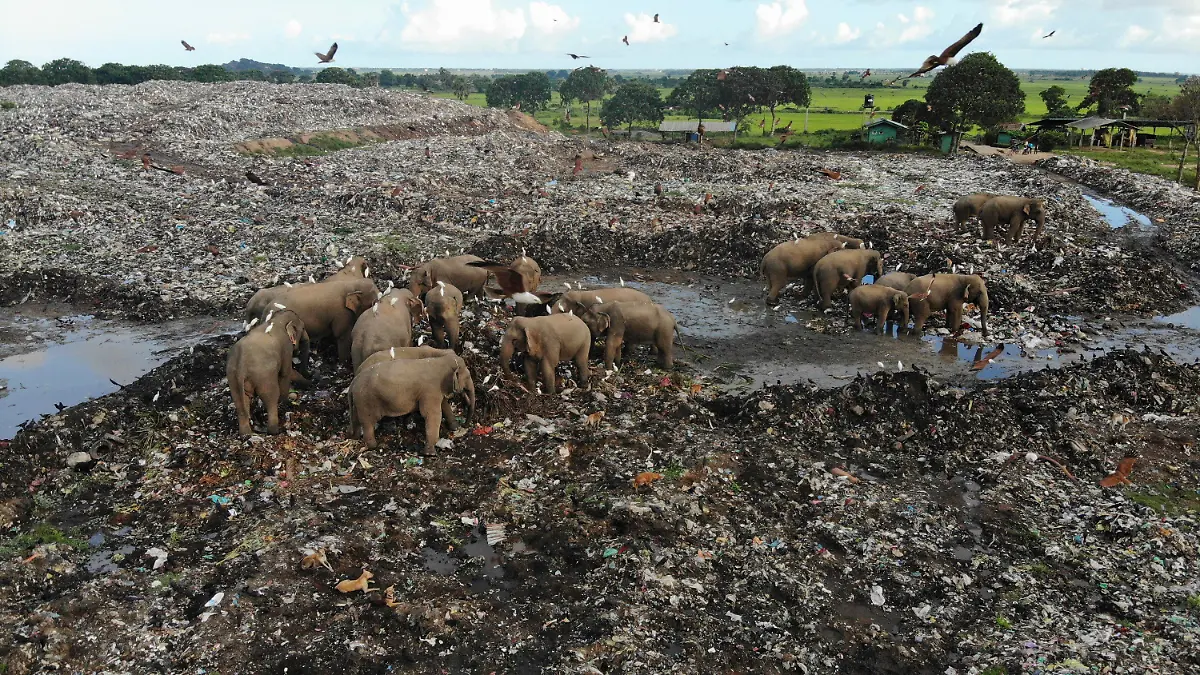 Wild elephants scavenge for food at an open landfill in Pallakkadu village in Ampara district, about 210 kilometers (130 miles) east of the capital Colombo, Sri Lanka, Thursday, Jan. 6, 2022. Conservationists and veterinarians are warning that plastic waste in the open landfill in eastern Sri Lanka is killing elephants in the region, after two more were found dead over the weekend. Around 20 elephants have died over the last eight years after consuming plastic trash in the dump. Examinations of the dead animals showed they had swallowed large amounts of nondegradable plastic that is found in the garbage dump, wildlife veterinarian Nihal Pushpakumara said. (AP Photo/Achala Pussalla)