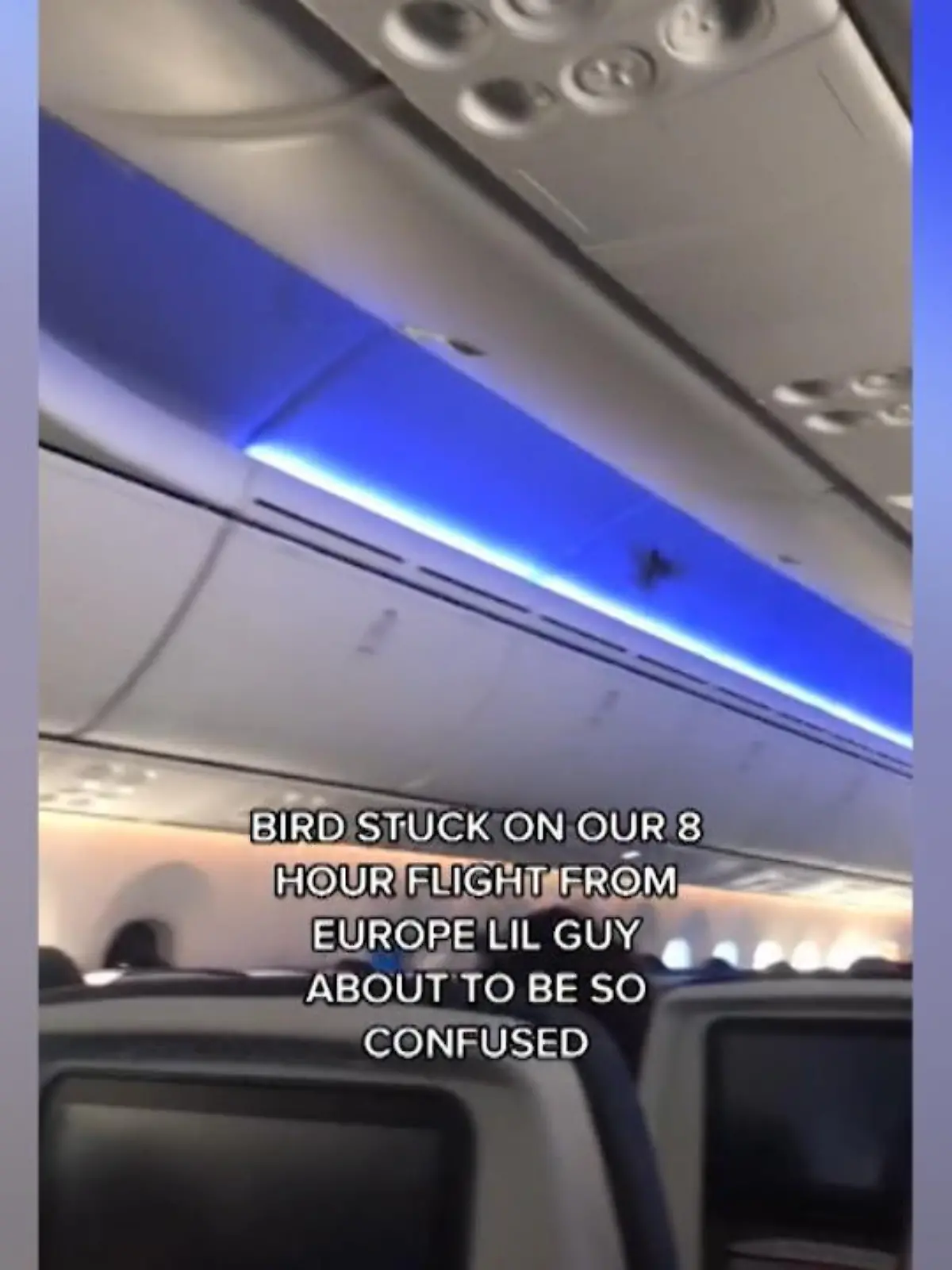 So schnell war er wohl noch nie geflogen: Ein kleiner Vogel hatte sich in eine Passagiermaschine verirrt – und flog von Europa in die USA. Während seiner Reise mischte er das Flugzeug ganz schön auf, aufgeregt flatterte er durch die Reihen. Eine Passagierin filmte den gefiederten Reisenden und teilte das Video im Netz.