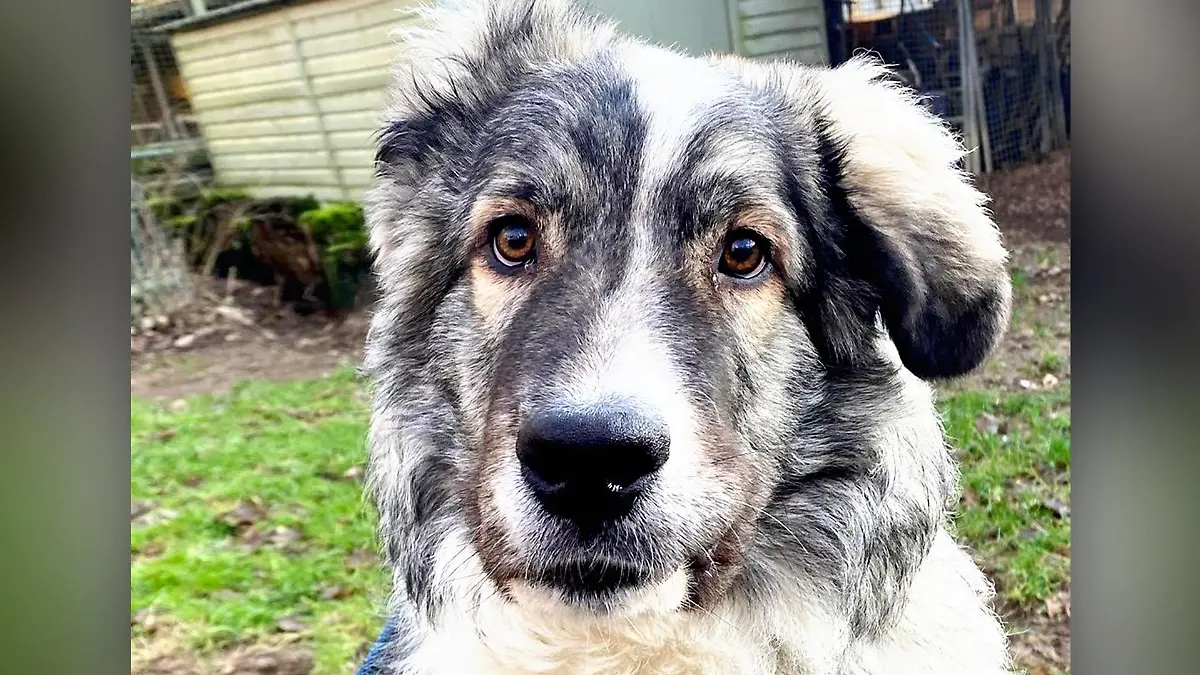 Hund Grey