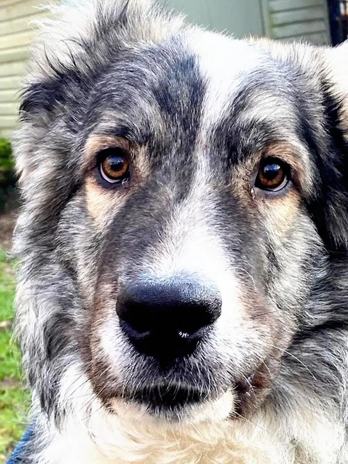 Hund Grey