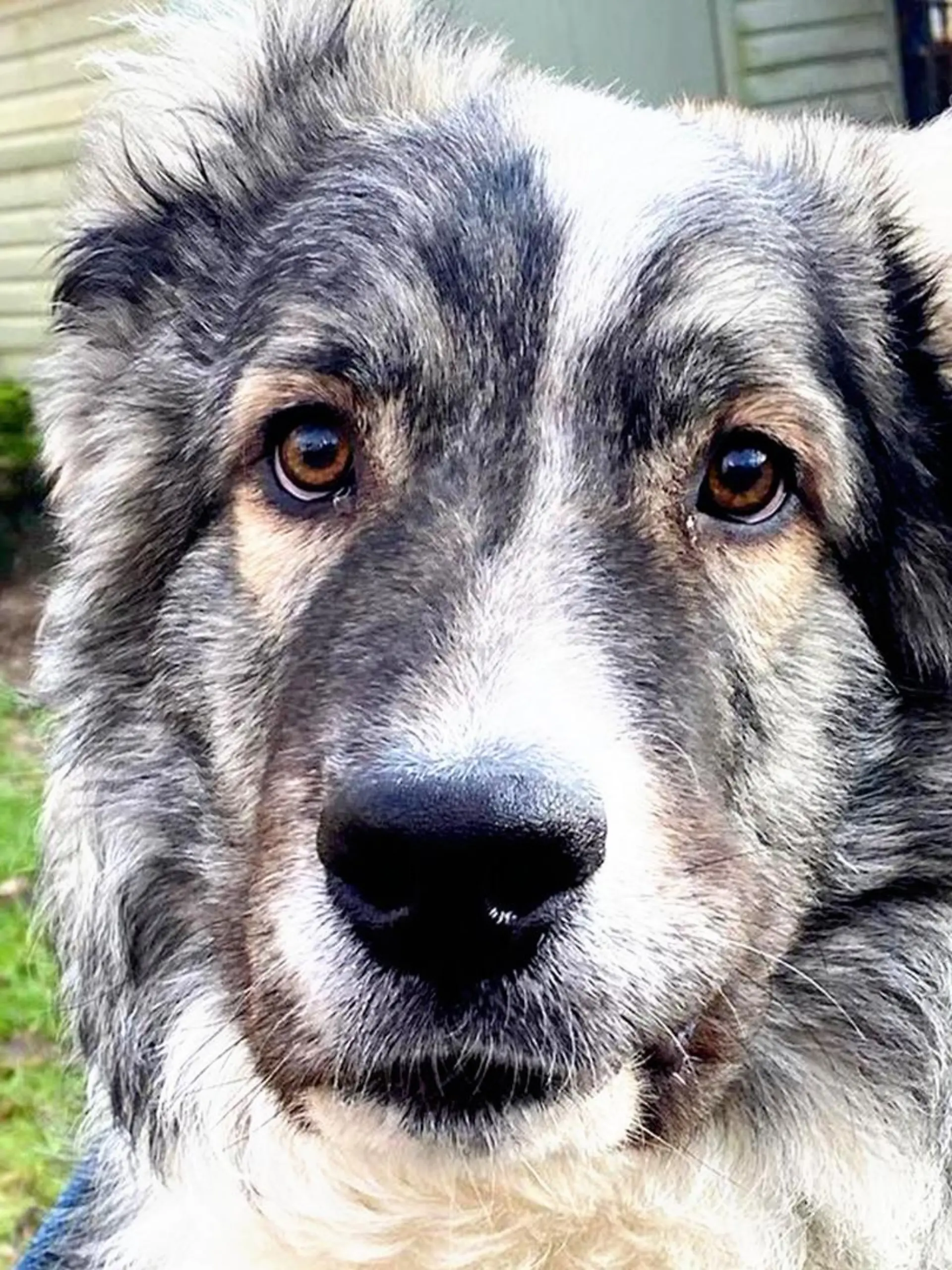 Hund Grey