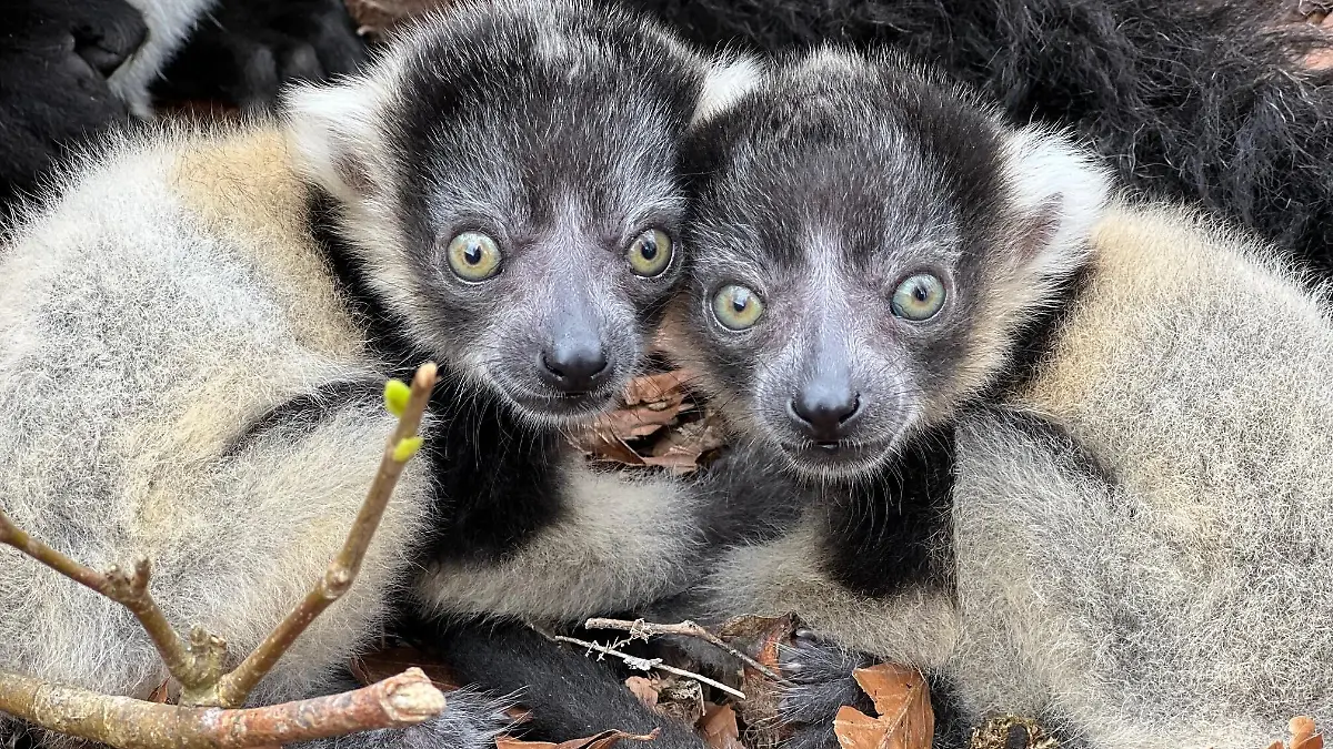 Sondershausen: Affe aus Tierpark geklaut