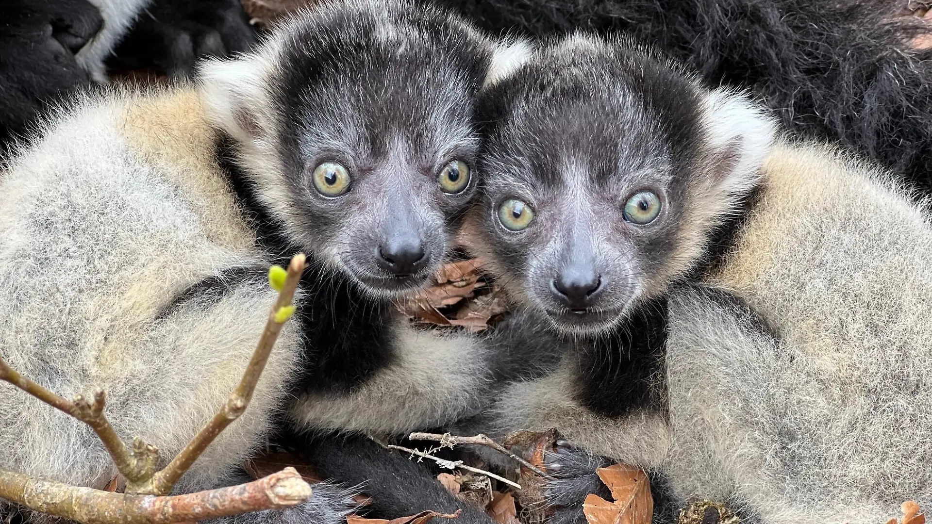 Sondershausen: Affe aus Tierpark geklaut