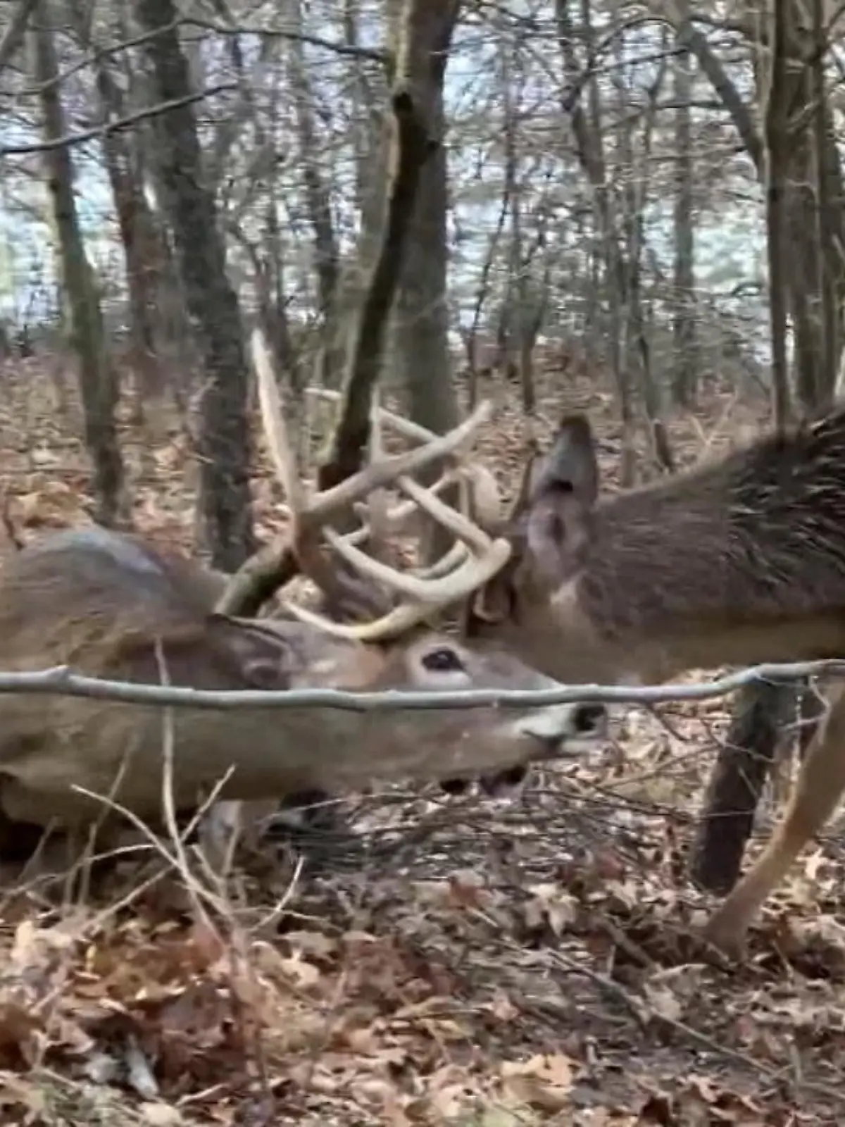 Im US-amerikanischen Wisconsin hat ein 90-Jähriger diese beiden Hirsche im Wald gefunden. Sofort holt er sich Hilfe bei den Besitzern des Waldstücks. Mit einer Handkreissäge versuchen sie, die Tiere zu befreien. Das Video wurde in den sozialen Netzwerken über 20 Millionen Mal angeschaut, für ihre heldenhafte Rettungsaktion werden sie nun auf der ganzen Welt gefeiert.
