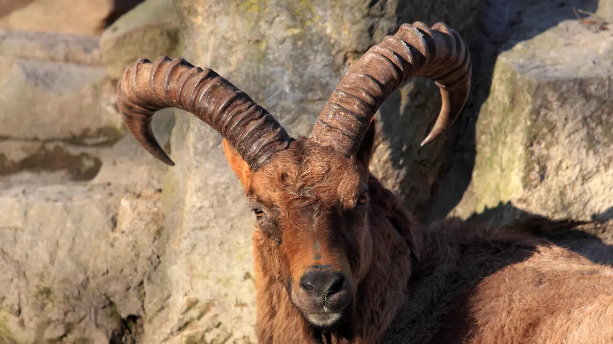 Westkaukasischer Tur, Tur (Capra caucasica, Capra ibex caucasica), Portraet | Nubian ibex (Capra caucasica, Capra ibex caucasica), portrait