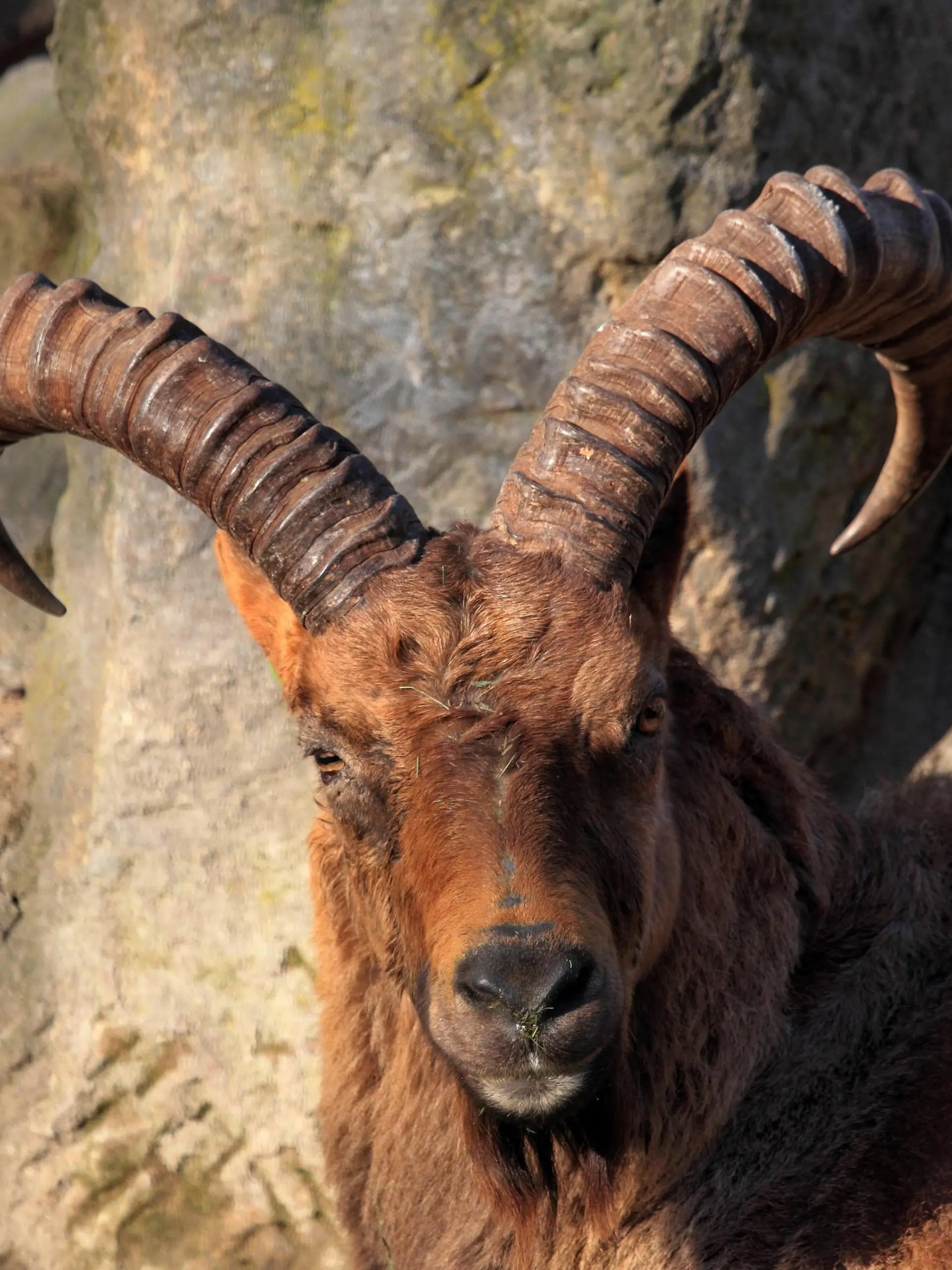Westkaukasischer Tur, Tur (Capra caucasica, Capra ibex caucasica), Portraet | Nubian ibex (Capra caucasica, Capra ibex caucasica), portrait
