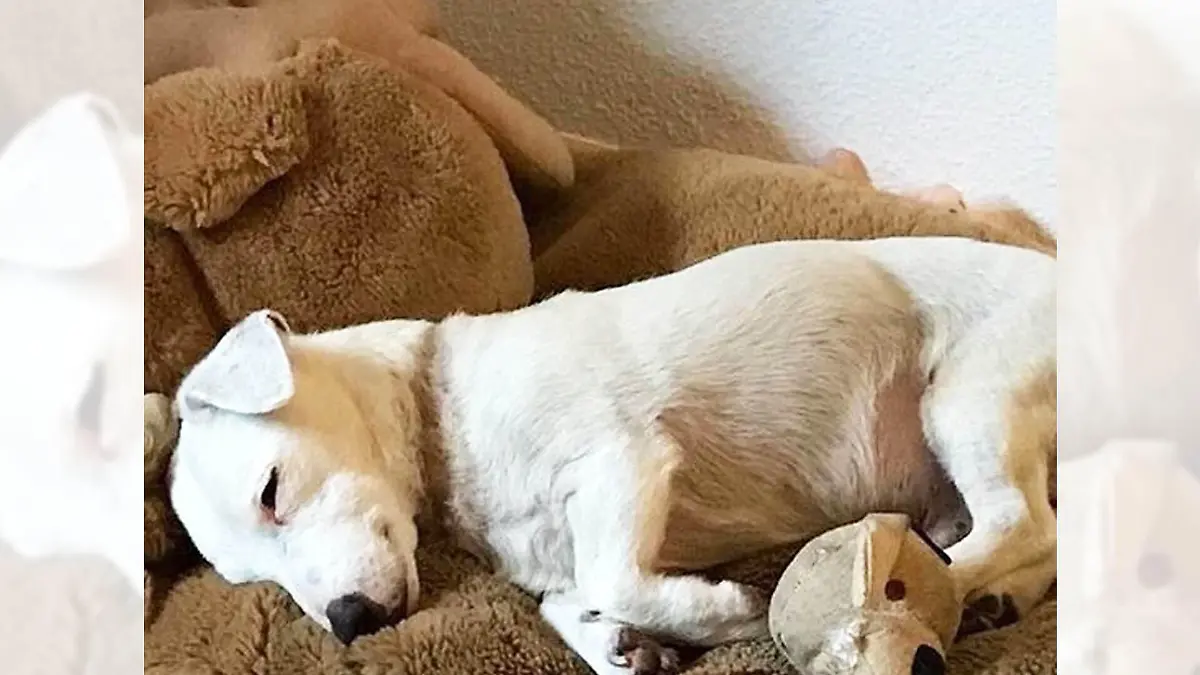 Rüde Jacky aus dem Tierheim Dellbrück kann sich über sein neues Zuhause freuen.
