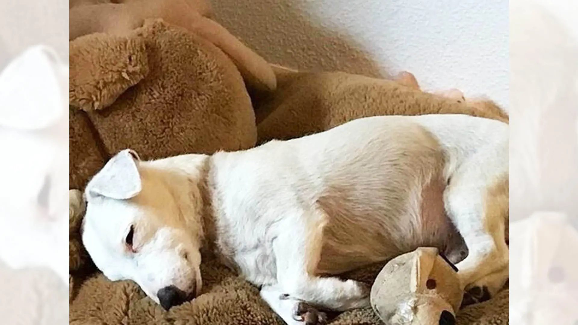 Rüde Jacky aus dem Tierheim Dellbrück kann sich über sein neues Zuhause freuen.